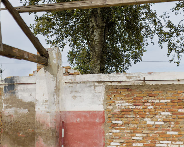Gita sul delta — wall, bricks and tree